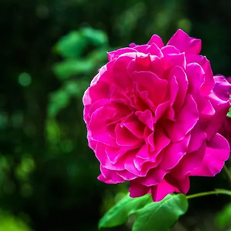 Casa Matilde Bed & Breakfast Mommio