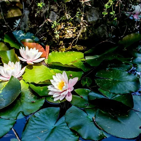 Nocleg ze śniadaniem Casa Matilde 4*