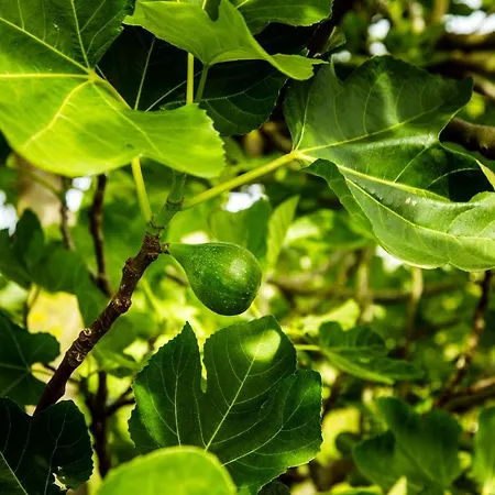 Nocleg ze śniadaniem Casa Matilde Mommio