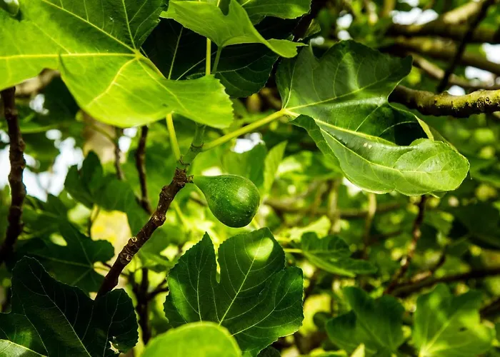 Bed and breakfast Casa Matilde Mommio